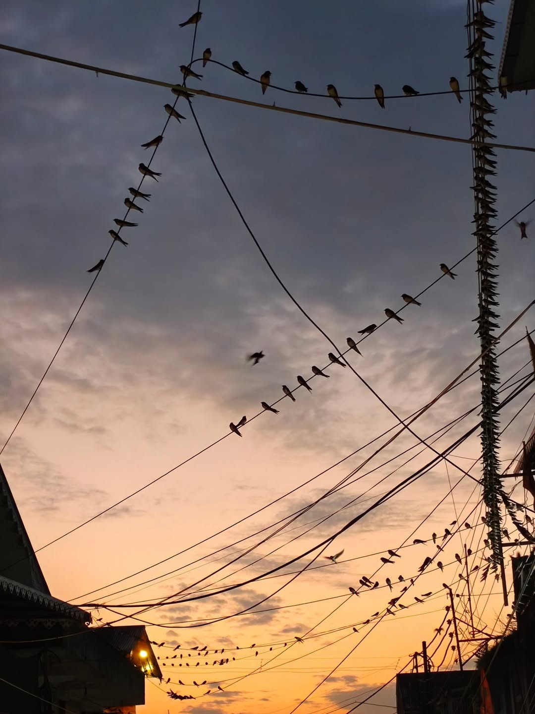 Swallows on crossed wires at dusk