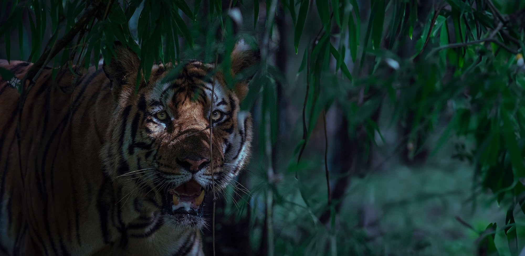 A tiger in the Sundarban