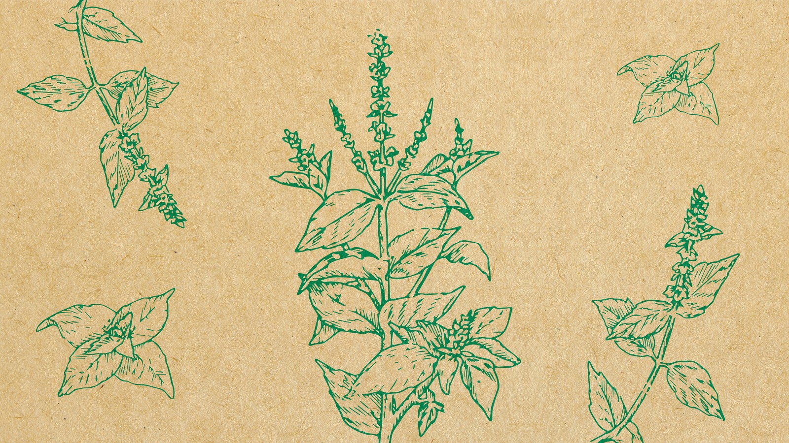 Kavish Royal Basil Drop, image 4