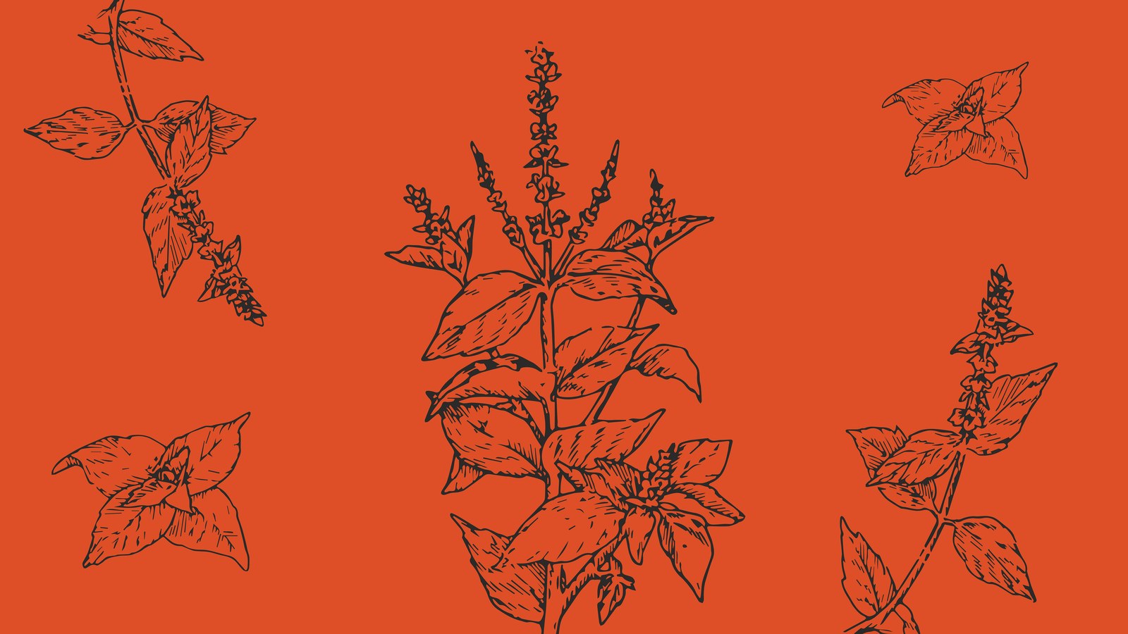 Kavish Royal Basil Drop, image 3