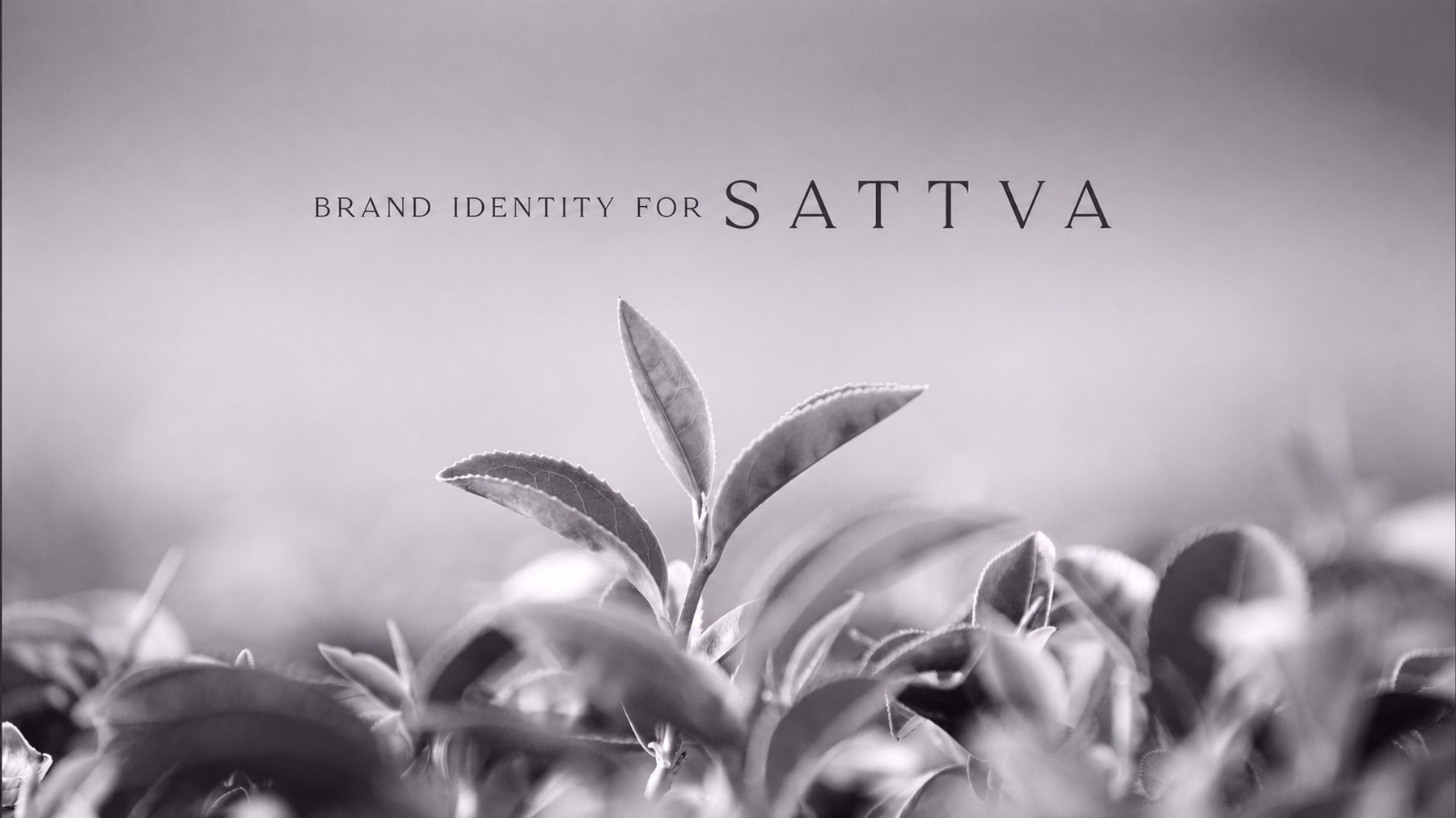 Sattva Tea brand identity